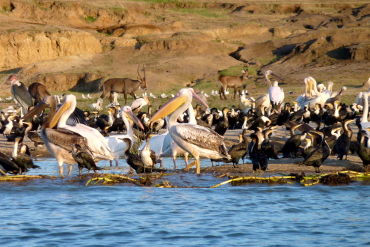 Water birds seen from the boat trip on the Kazinga channel in Queen Elizabeth Park